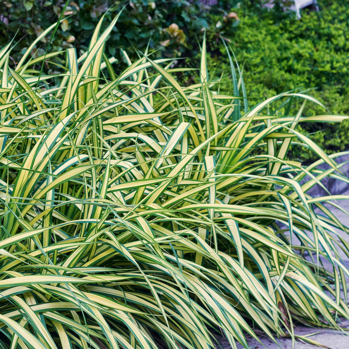 Ziergräser Carex oshimensis Evergold von Everspring, zwei Pflanzen mit gelben und grünen Blättern, im Topf, immergrün, pflegeleicht