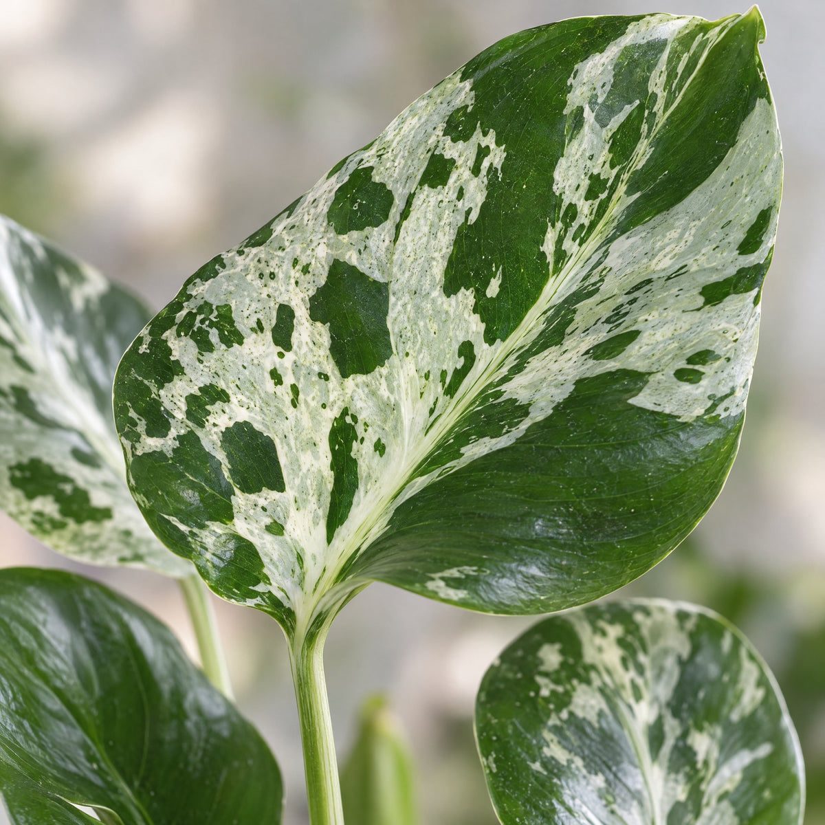 Monstera &