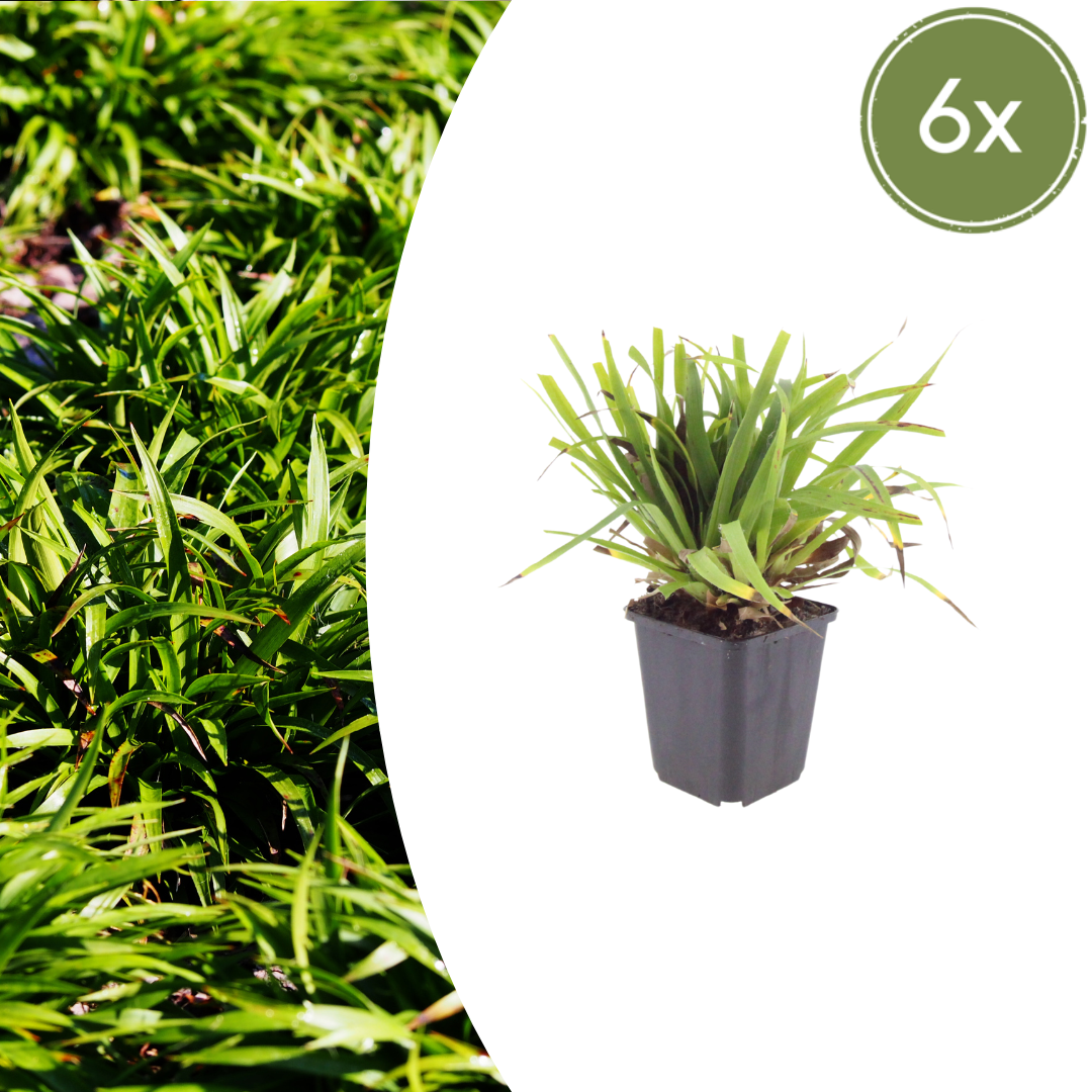 6x Luzula sylvatica - ↕10-25cm - Ø9cm