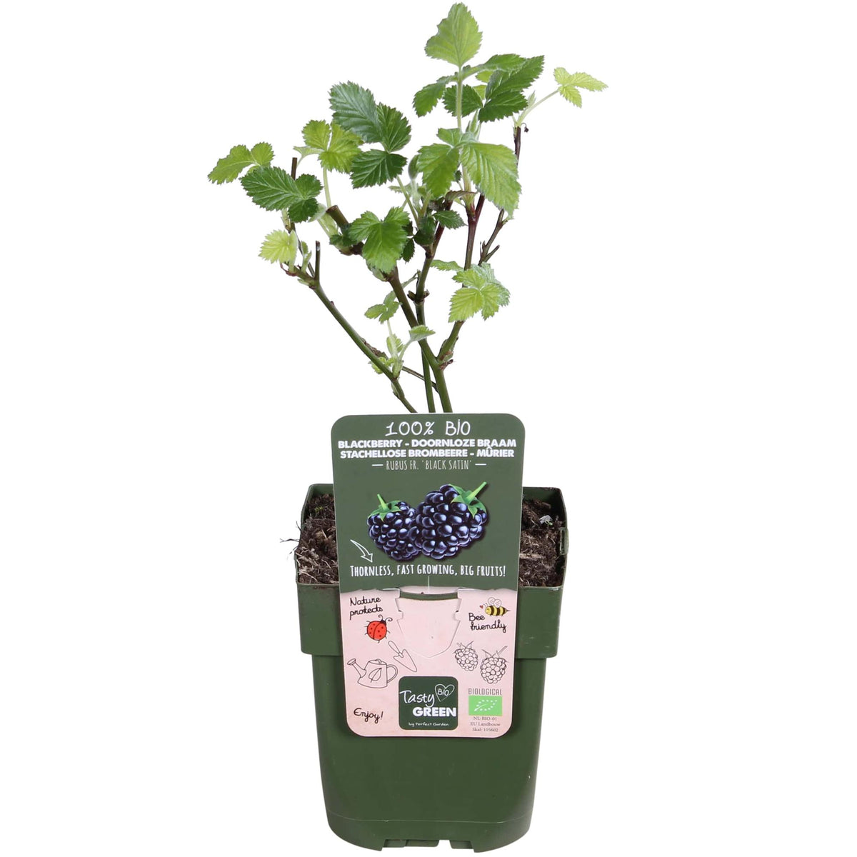 Everspring Brombeere Rubus fruticosus &
