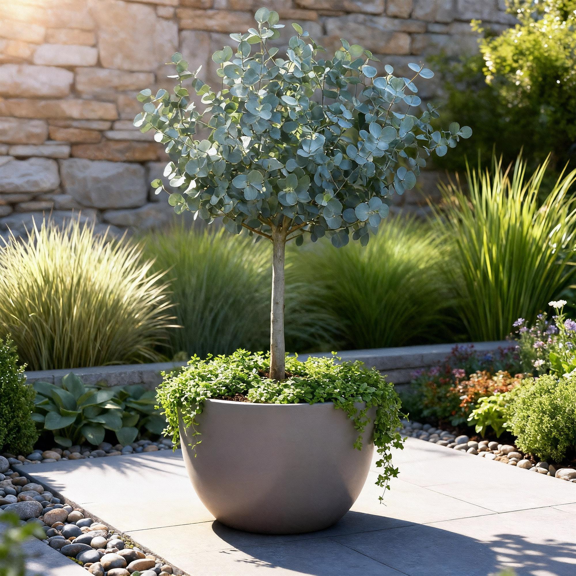 Eukalyptus Azura Stämmchen – Eucalyptus gunnii online kaufen | Silberlaub, Duftend &amp; Winterhart – Wurzelwerk Design
