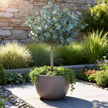 Eukalyptus Azura Stämmchen – Eucalyptus gunnii online kaufen | Silberlaub, Duftend &amp; Winterhart – Wurzelwerk Design