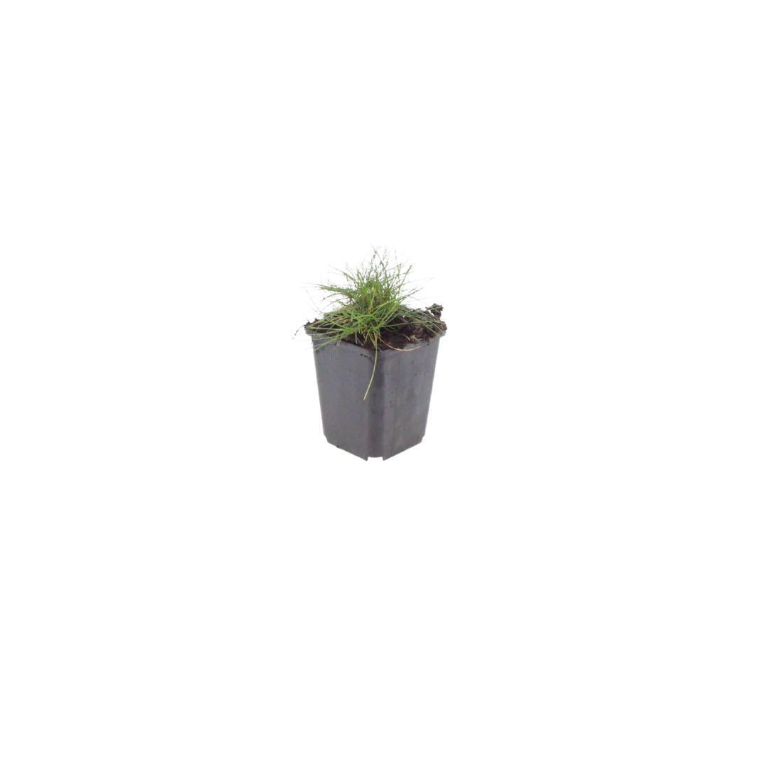 Sechs Festuca gautieri Pflanzen, ca. 10-25cm hoch, mit kleinen, dichten grünen Nadeln, Everspring.