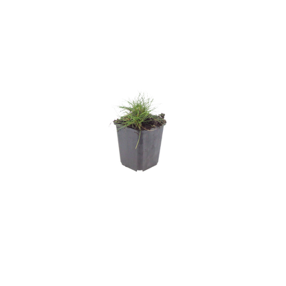 Sechs Festuca gautieri Pflanzen, ca. 10-25cm hoch, mit kleinen, dichten grünen Nadeln, Everspring.