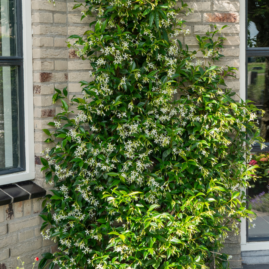 Sternjasmin kaufen | Trachelospermum jasminoides &