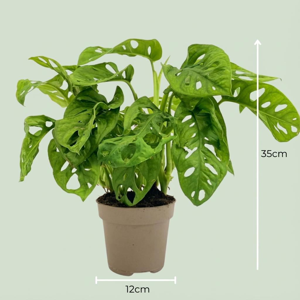 Everspring Monstera Adansonii Monkey Mask Pflanze, ca. 25-35cm hoch, mit grünen, gesunden Blättern, 12cm Durchmesser