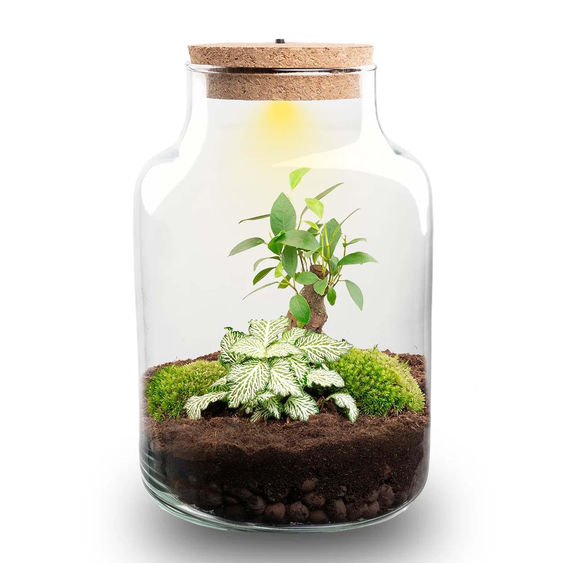 DIY-Pflanzenterrarium mit Beleuchtung, Little Milky Bonsai, Ø 17 cm, 25 cm, Everspring, stilvoller Mini-Bonsai-Terrarium