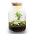 DIY-Pflanzenterrarium mit Beleuchtung, Little Milky Bonsai, Ø 17 cm, 25 cm, Everspring, stilvoller Mini-Bonsai-Terrarium