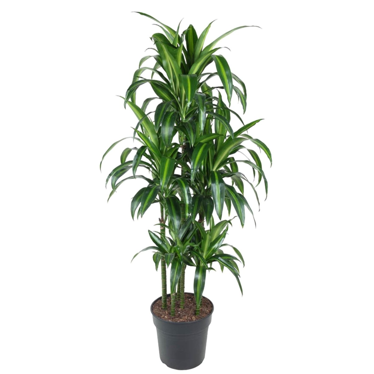 Dracaena Hawaiiana – Exotische Zimmerpflanze mit tropischem Flair - Wurzelwerk Design
