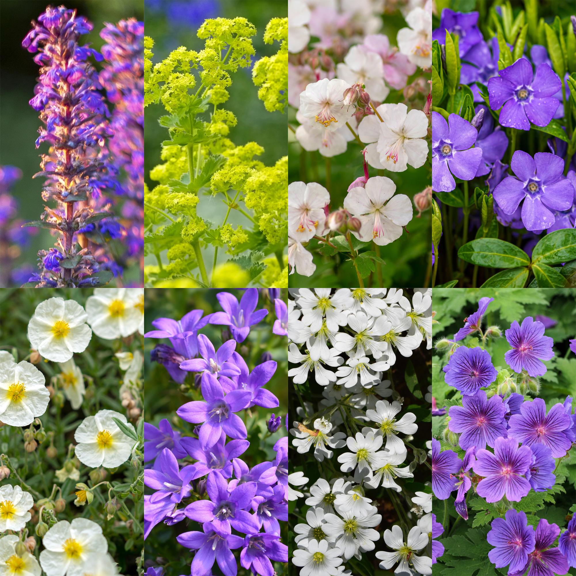 Stauden Packet - Bodendecker - 24 Stauden - Für 3 m2 - Verschiedene Farben - Wenig Pflege - Topf 11cm