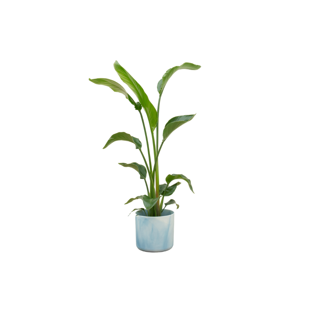 Strelitzia Nicolai 100cm mit Topf – Weißer Paradiesvogel für Ihr Zuhause - Wurzelwerk Design