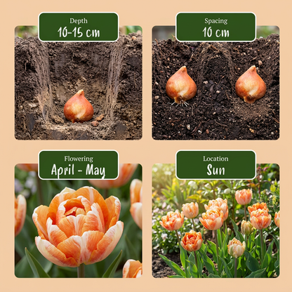 Tulpe Candle Light – Tulipa online kaufen | 12 bis 96 Blumenzwiebeln für ein warmes Farbbild – Wurzelwerk Design