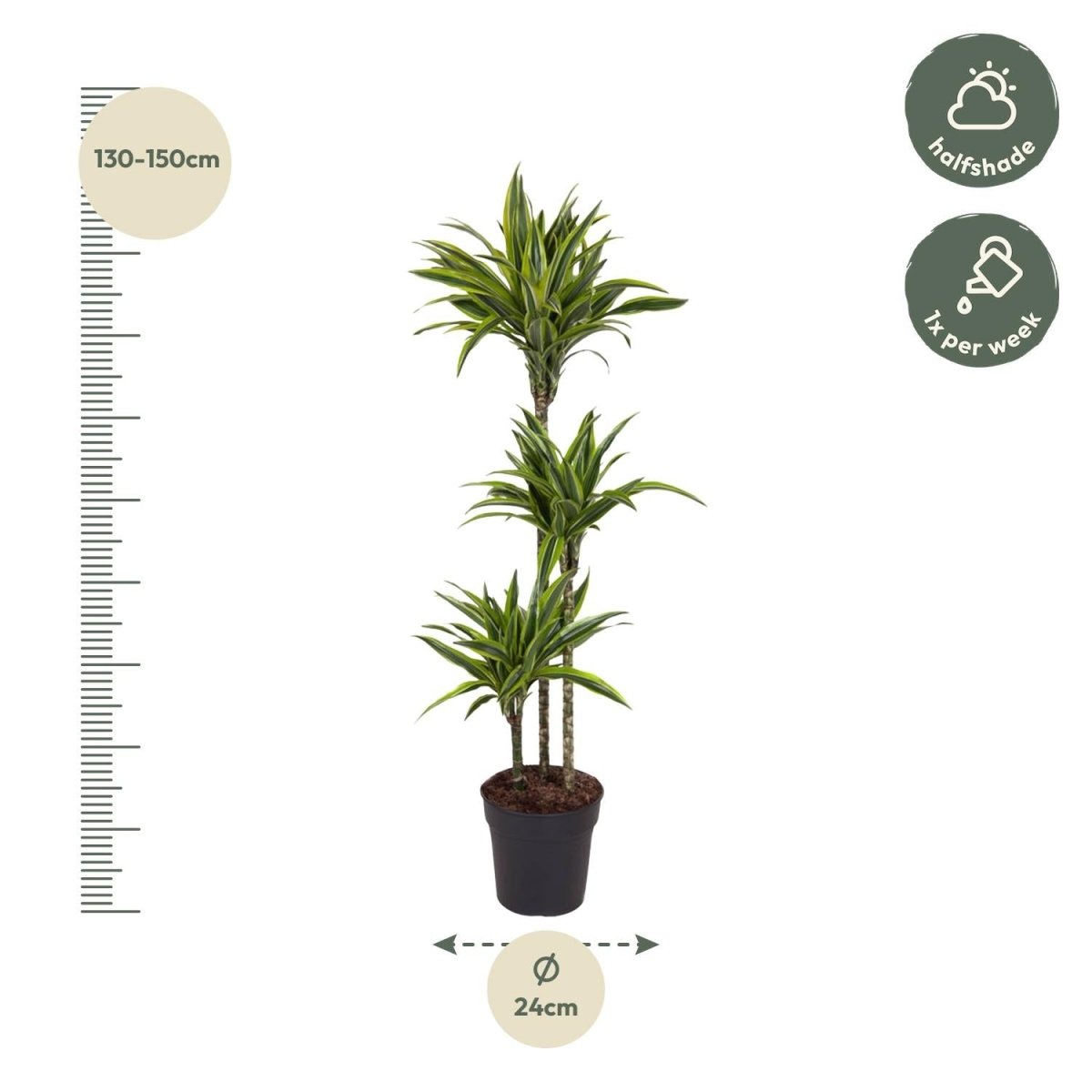 Dracaena Lemon Lime 130 - 150 cm – Pflegeleicht &amp; luftreinigend - Wurzelwerk Design