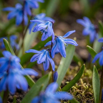 Sibirischer Blaustern – Scilla siberica online kaufen | 100 bis 400 Blumenzwiebeln, leuchtend blau &amp; verwildernd – Wurzelwerk Design