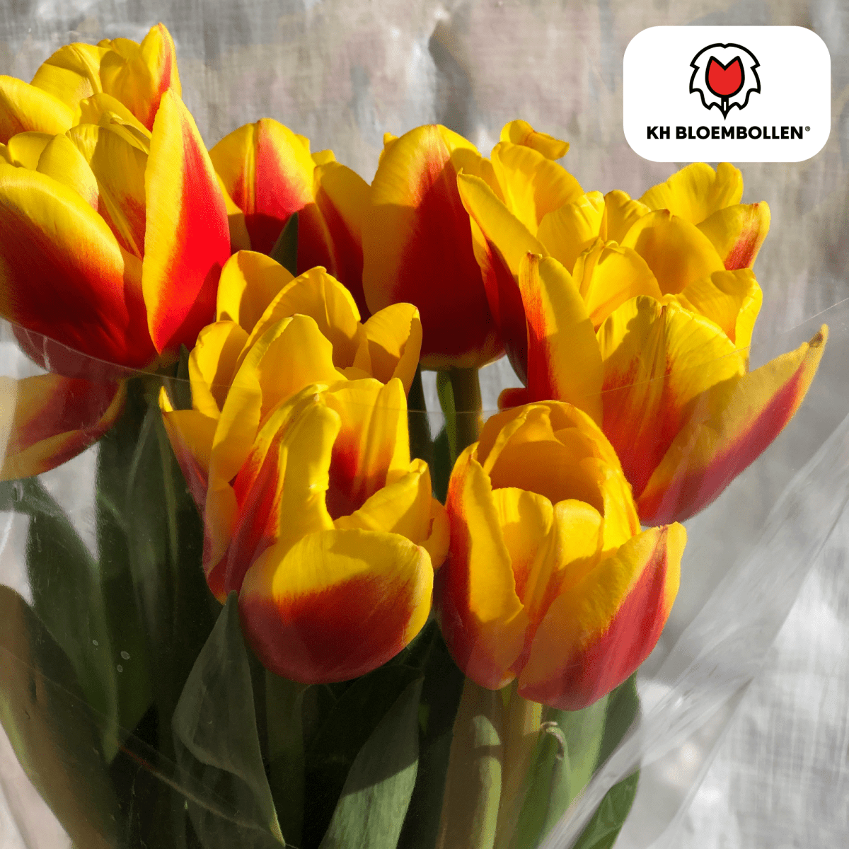 Gefüllte, feurig-orange Tulpenzwiebeln von Everspring, 20er-Pack, ideal für farbenfrohen Frühlingsgarten