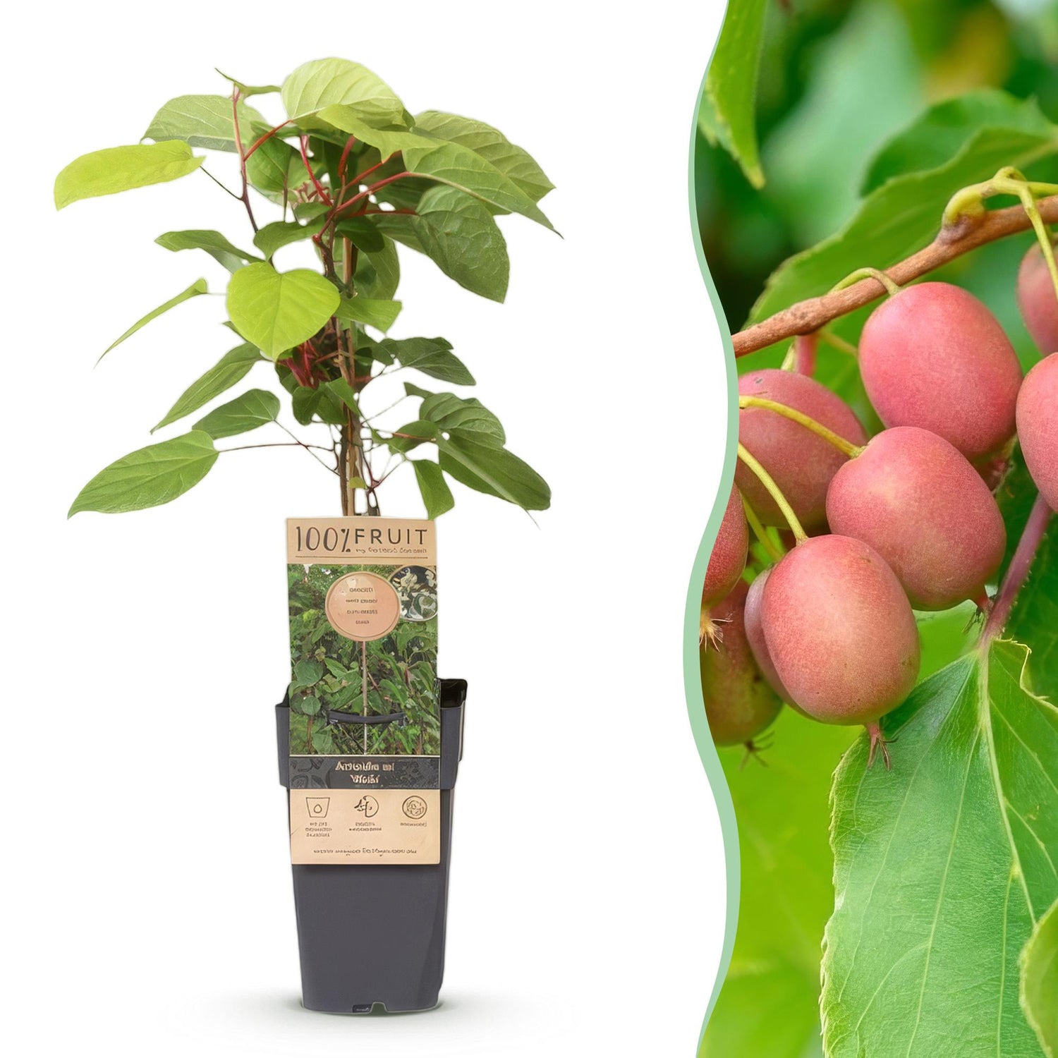 Actinidia arguta &