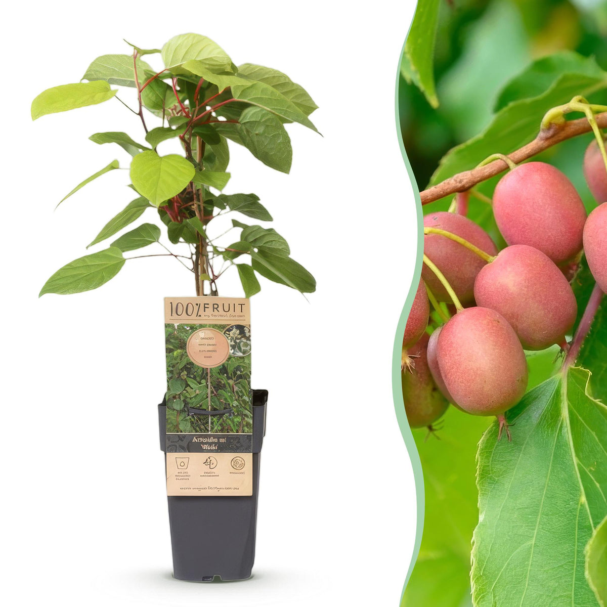 Actinidia arguta &
