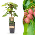 Actinidia arguta &