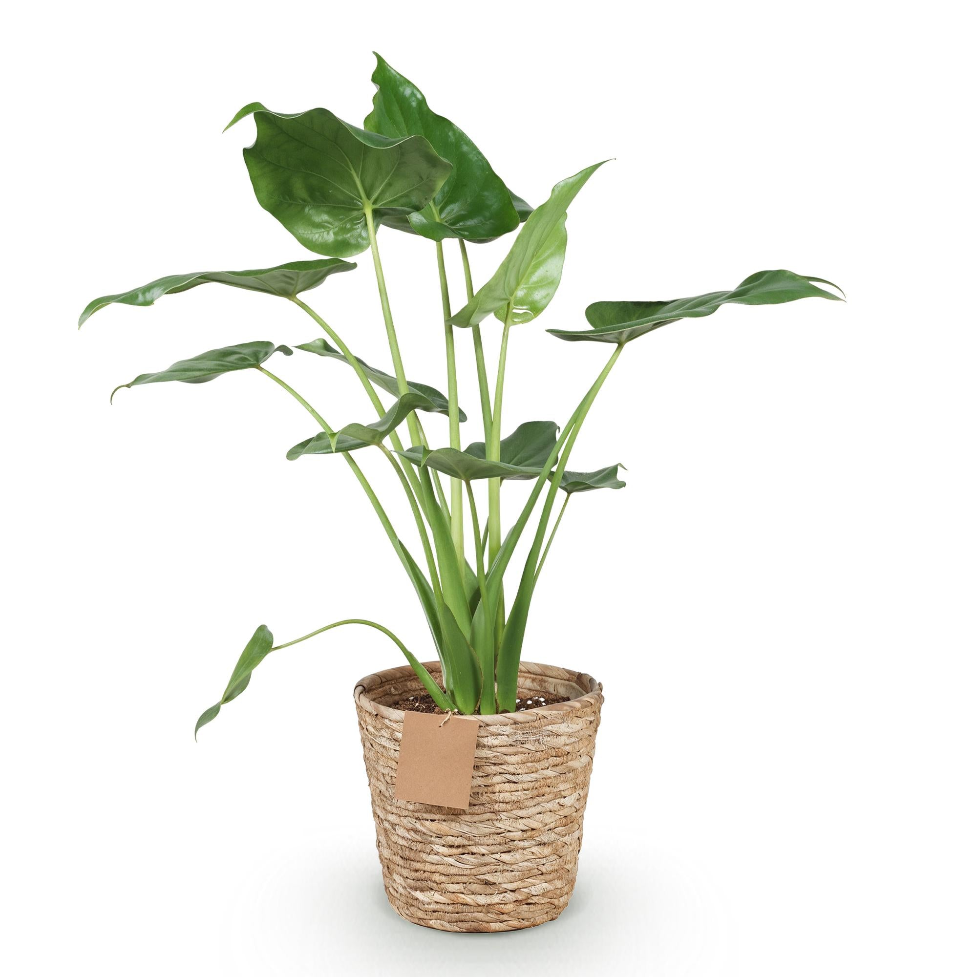 Everspring Alocasia Cucullata Buddha-Hand Pflanze in Korb, Topf 21cm, Höhe 65-70cm, grüne Blätter, Zimmerpflanze