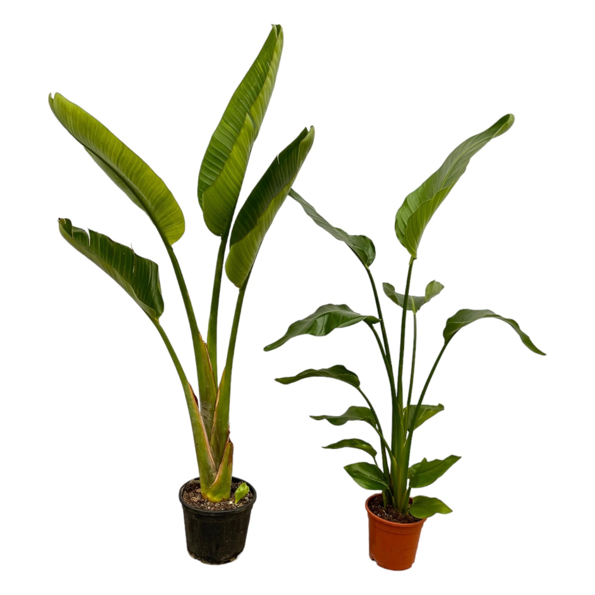 Kombi - Strelitzia Nicolai + Strelitzia Augusta - 100 cm - Ø17-21