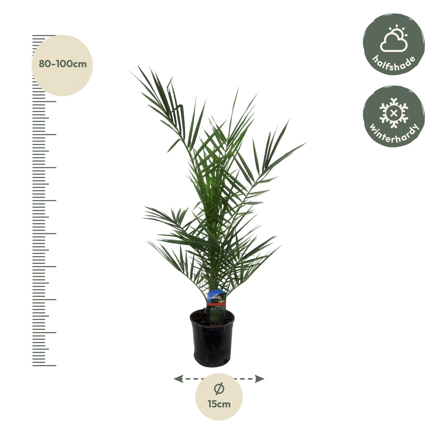 Kanarische Dattelpalme – Phoenix canariensis – Mediterrane Kübel- &amp; Gartenpflanze – Immergrün