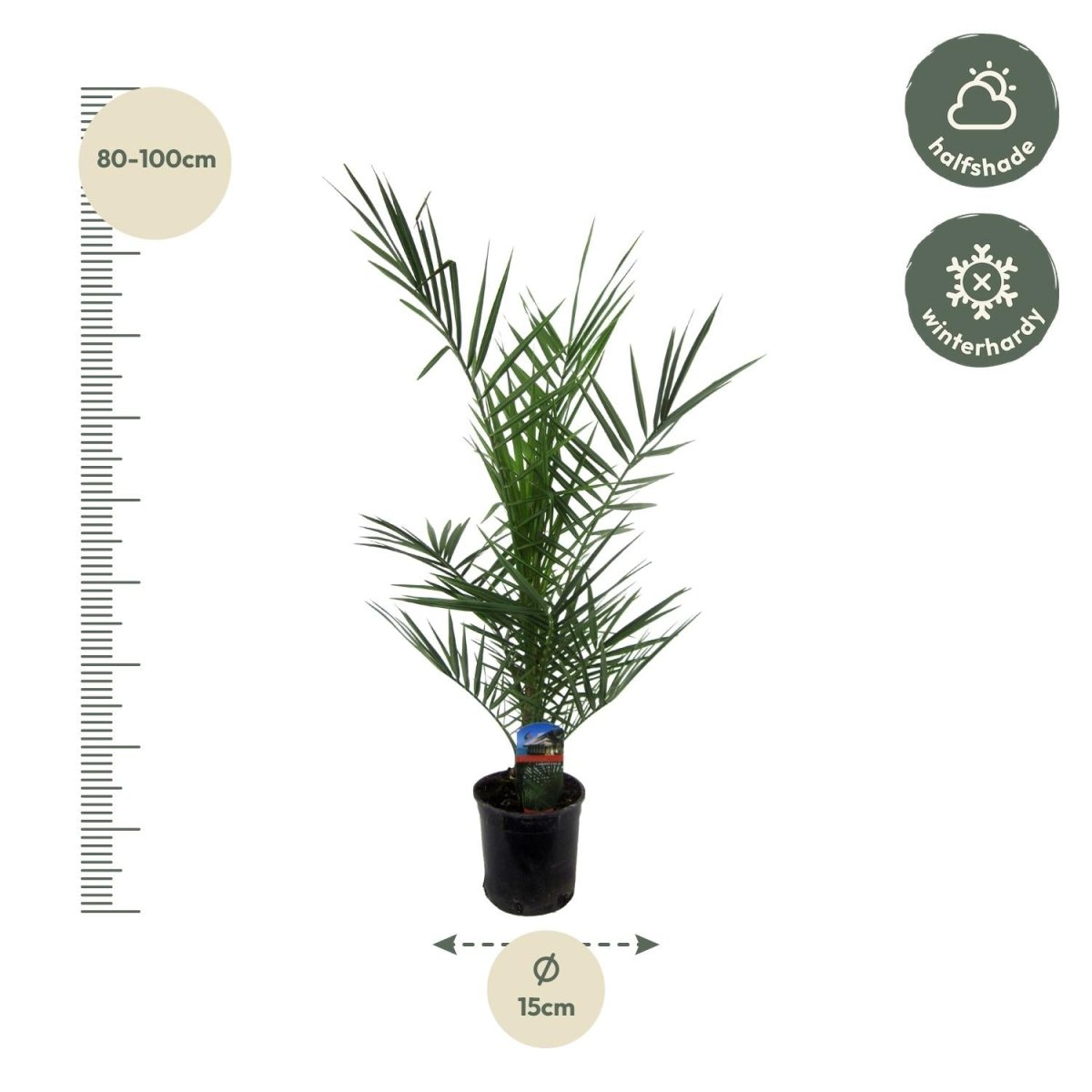 Kanarische Dattelpalme – Phoenix canariensis – Mediterrane Kübel - &amp; Gartenpflanze – Immergrün - Wurzelwerk Design