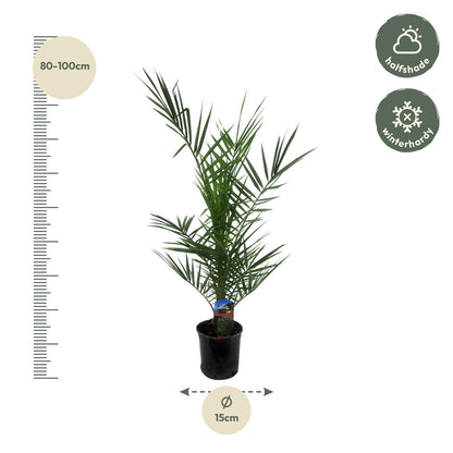 Kanarische Dattelpalme – Phoenix canariensis – Mediterrane Kübel- &amp; Gartenpflanze – Immergrün
