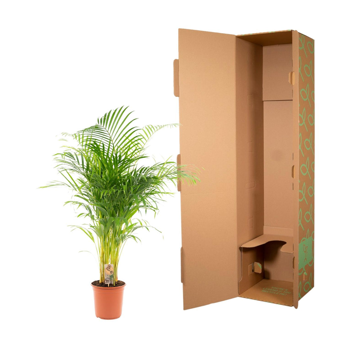 Everspring Areca-Palme, ca. 130 cm hoch, mit grünen Blättern, in Topf mit Durchmesser 21 cm, Zimmerpflanze für Innenräume