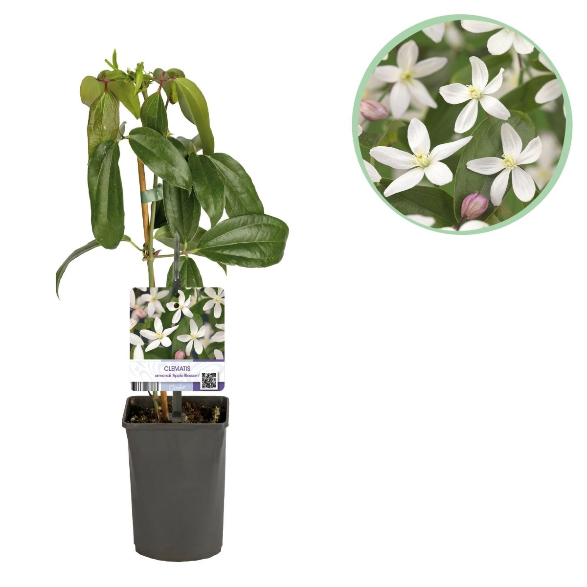 Clematis armandii &