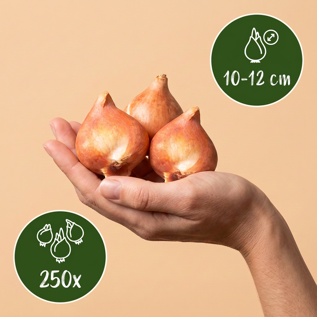 Blumenzwiebel-Mischung Rosa – für große Flächen online kaufen | 250 bis 1000 Zwiebeln – Wurzelwerk Design