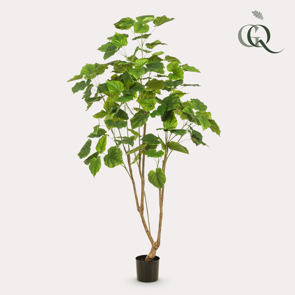 Künstliche Ficus umbellata Pflanze von Everspring, 125cm oder 180cm, mit grünen Blättern, ideal für Dekorationen.