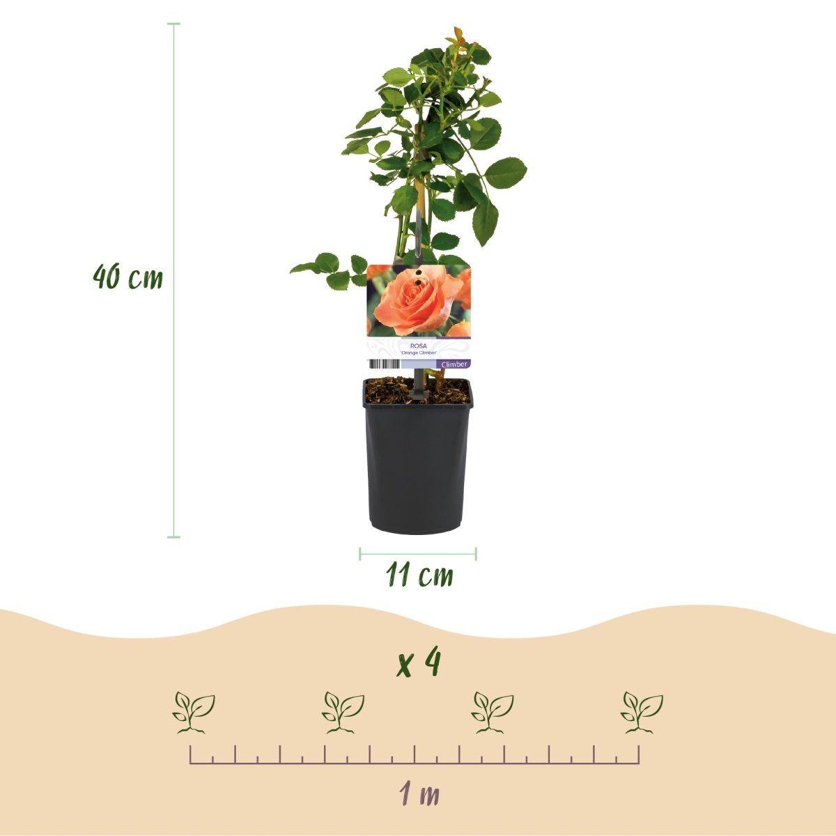 Kletterrose - Rosa Orange Climber - Blüte Orange - Wenig Pflege - 2 Pflanzen - Topf 11cm Höhe 40cm - Wurzelwerk Design