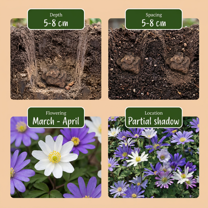 Strahlenanemone – Anemone blanda online kaufen | 50 bis 400 Knollen, bunt &amp; verwildernd – Wurzelwerk Design
