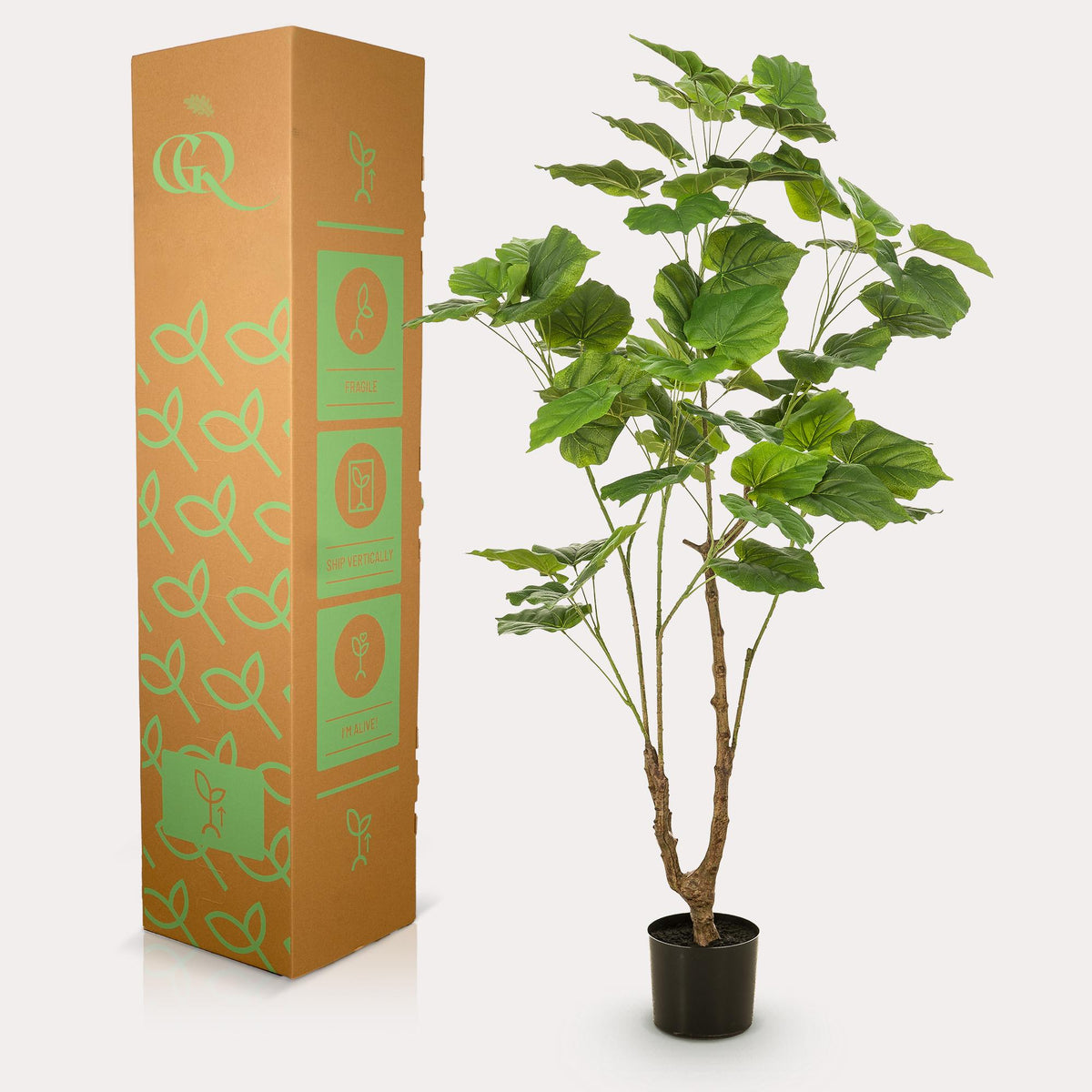Künstliche Ficus umbellata Pflanze von Everspring, 125cm oder 180cm, mit grünen Blättern, ideal für Dekoration.
