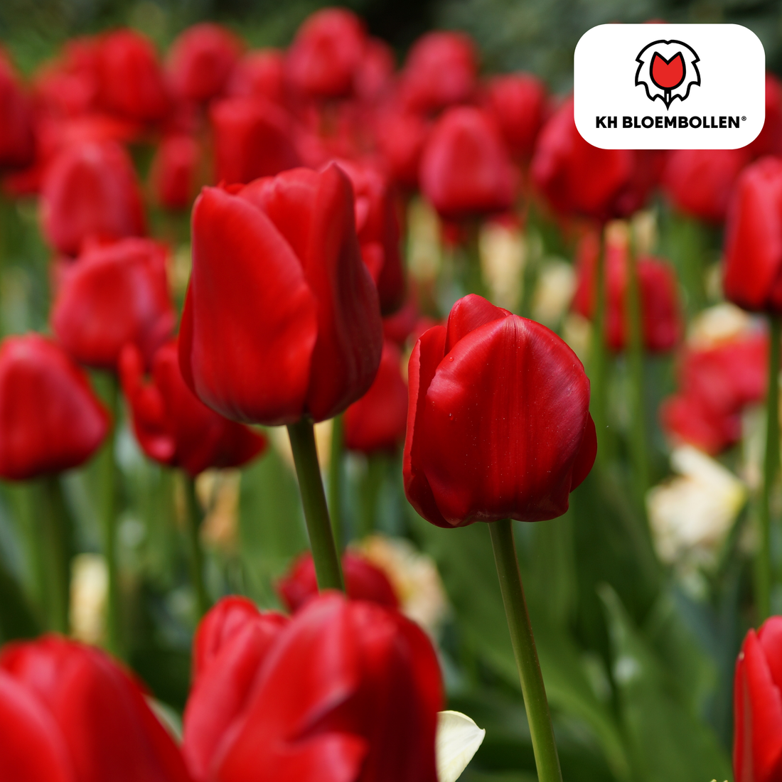 Everspring Tulpenzwiebeln Seadov, 20er-Pack, klassisch rote Frühblüher, frisch und gesund für Garten und Balkon