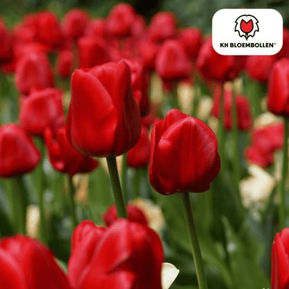 Everspring Tulpenzwiebeln Seadov, 20er-Pack, klassisch rote Frühblüher, frisch und gesund für Garten und Balkon