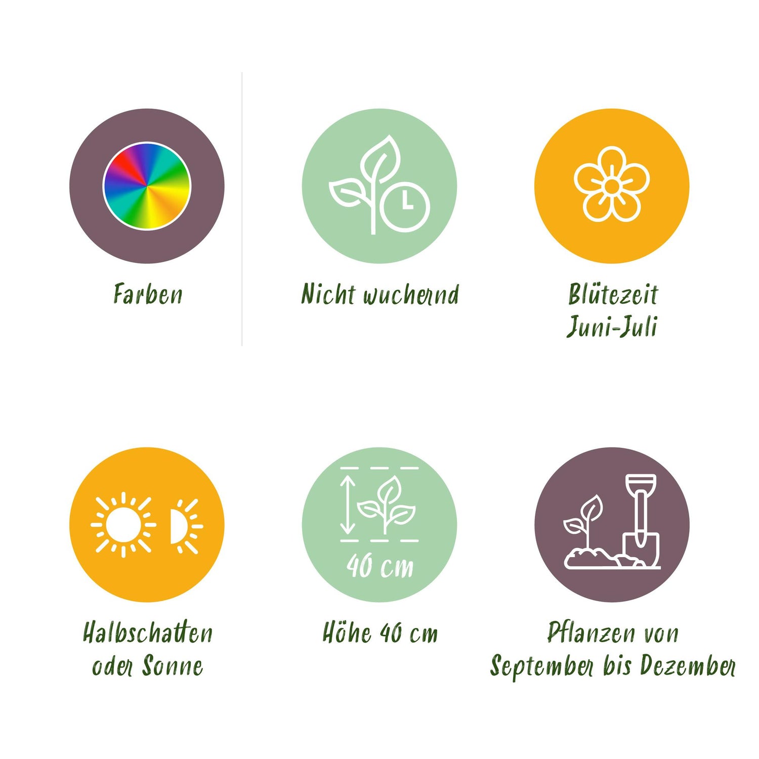 Blumenzwiebeln Asiatischer Hahnenfuß | 40 Stück Farbenmix – Zwiebelgröße 5/6 – XXL Pack