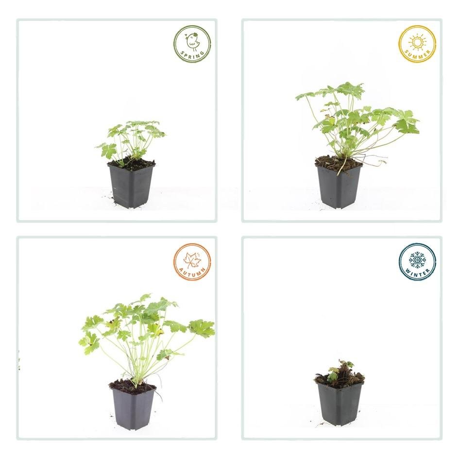 24x Geranium macrorrhizum ‘Czakor’ – Balkan - Storchschnabel mit roten Blüten – Höhe 10–25 cm – Ø 9 cm - Wurzelwerk Design