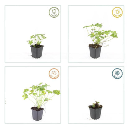 24x Geranium macrorrhizum ‘Czakor’ – Balkan-Storchschnabel mit roten Blüten – Höhe 10–25 cm – Ø 9 cm