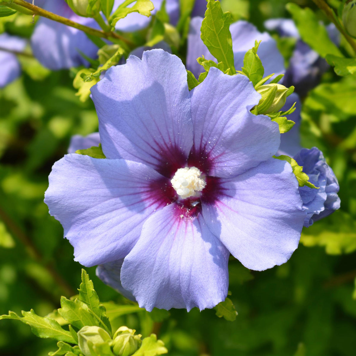 Hibiscus syriacus Oiseau Blue Pflanze mit blauen Blüten, laubabwerfend, in 17cm Topf, ca. 45cm hoch, pflegeleicht, Everspring