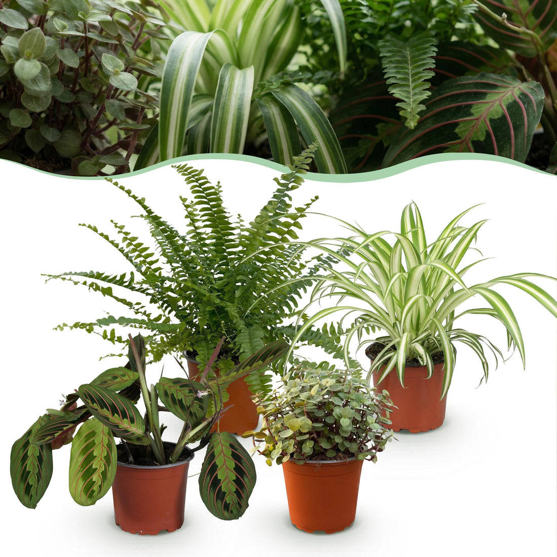 Vier Zimmerpflanzen im 12cm Topf, inklusive Chlorophytum, Maranta, Calissia und Nephrolepsis, haustierfreundlich, 25cm hoch