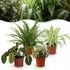 Vier Zimmerpflanzen im 12cm Topf, inklusive Chlorophytum, Maranta, Calissia und Nephrolepsis, haustierfreundlich, 25cm hoch