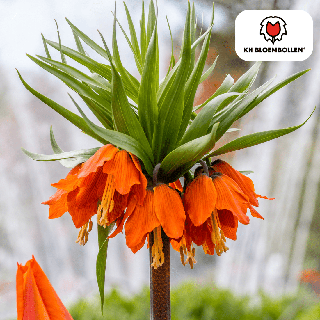 Fritillaria Imperialis Crown Rubra – 5 Stück | Rote Kaiserkrone - Wurzelwerk Design