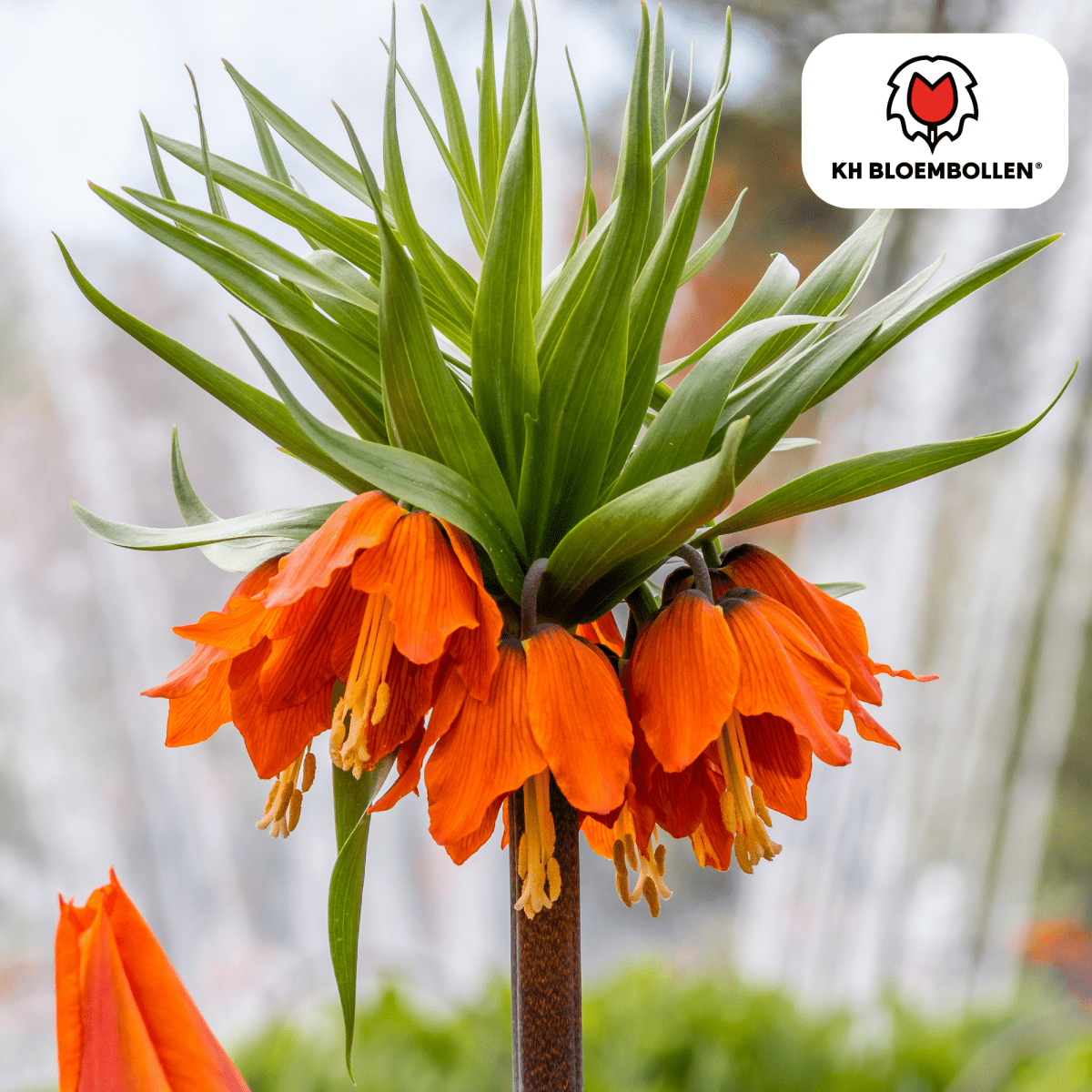 Fritillaria Imperialis Crown Rubra – 5 Stück | Rote Kaiserkrone - Wurzelwerk Design