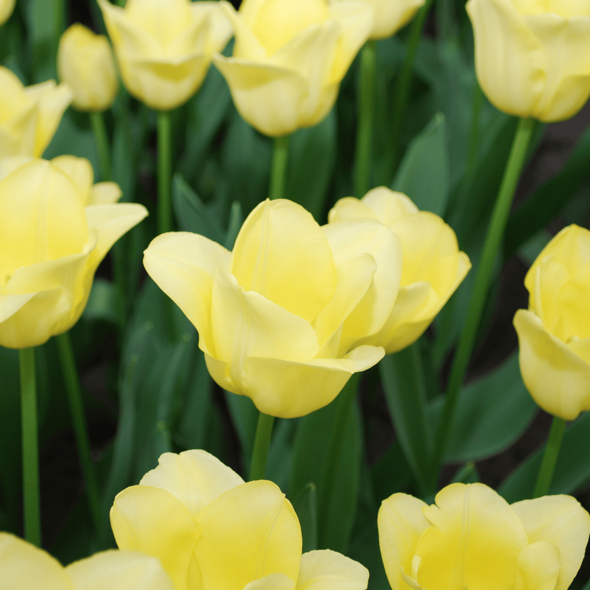 Everspring Tulpenzwiebeln World Friendship, 20er-Pack, zartgelbe und harmonische Tulpen für den Garten, Nahaufnahme der Zwiebeln