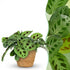 Everspring Maranta Kerchoveana Zebrapflanze in einem 12 cm Topf, Höhe 25 cm, grüne Blätter mit Zebramuster