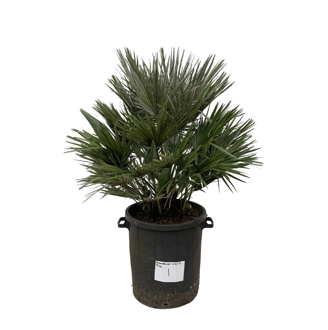 Chamaerops Vulcano – Robuste Zwergpalme für Garten &amp; Terrasse