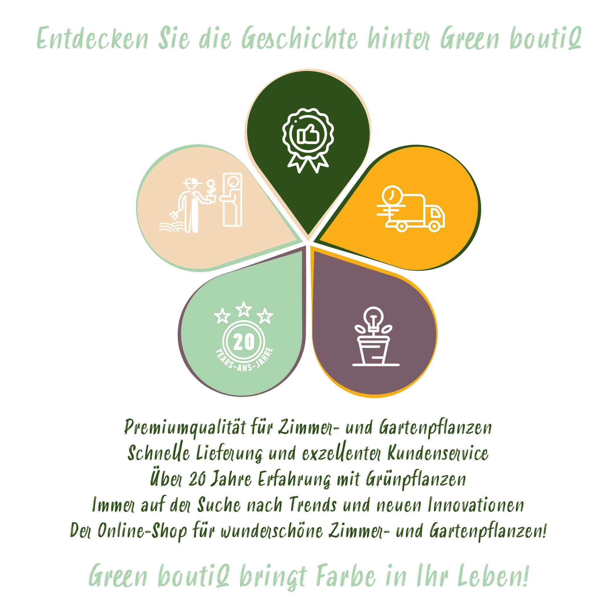 Passionsblume Passiflora Rainbow | Rosa-Weiß-Lila-Grün Blüten – 4 Pflanzen