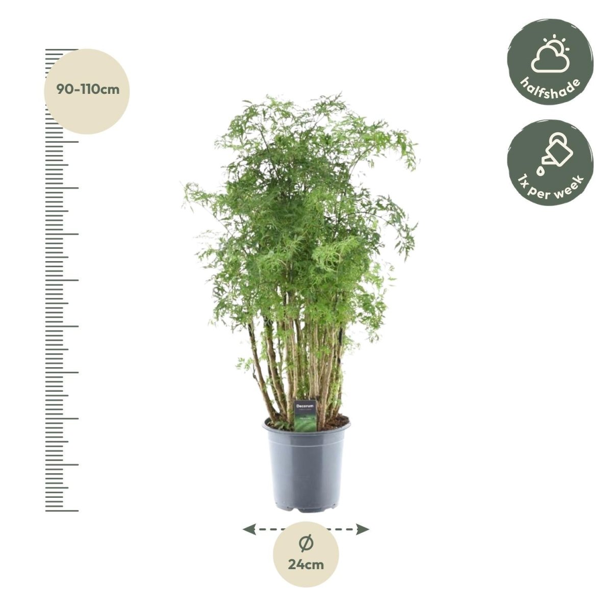 Polyscias Hawaiiana ‘Ming’ 90 cm | Exotische Aralie im Ø24 cm Topf – Immergrün &amp; Pflegeleicht - Wurzelwerk Design