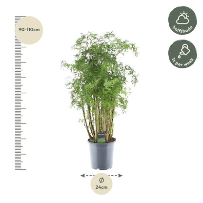 Polyscias Hawaiiana ‘Ming’ 90 cm | Exotische Aralie im Ø24 cm Topf – Immergrün &amp; Pflegeleicht - Wurzelwerk Design